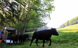 Auffahrt Sömmerung Stierenberg 2012