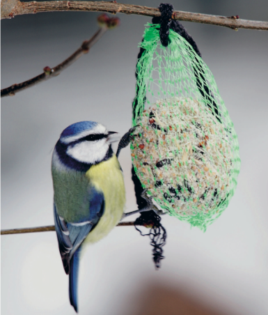 Merkblatt Füttern von Vögeln im Winter