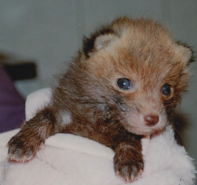 Merkblatt Verletzte Wildtiere