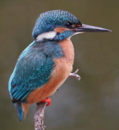 Merkblatt Vogelfreundliches Bauen mit Glas und Licht