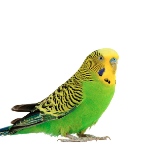 Merkblatt Wellensittiche